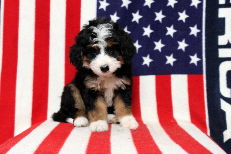 puppy, for, sale, Mini Bernedoodle, Matthew B. Stoltzfus, dog, breeder, Gap, PA, dog-breeder, puppy-for-sale, forsale, nearby, find, puppyfind, locator, puppylocator, aca